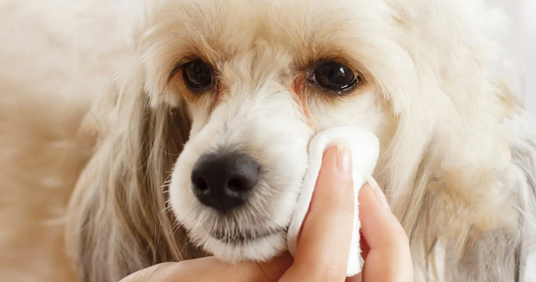 犬の写真